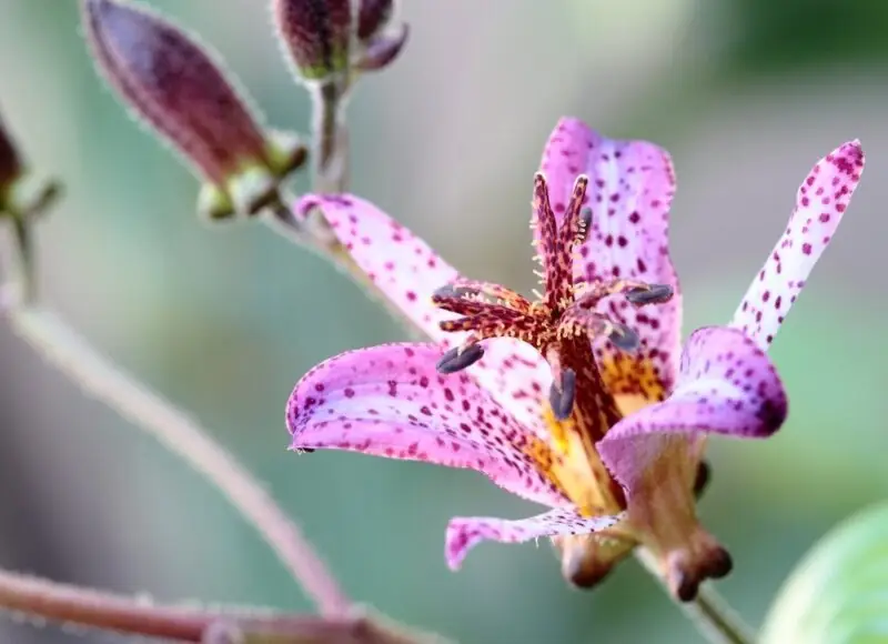 toad lily plant