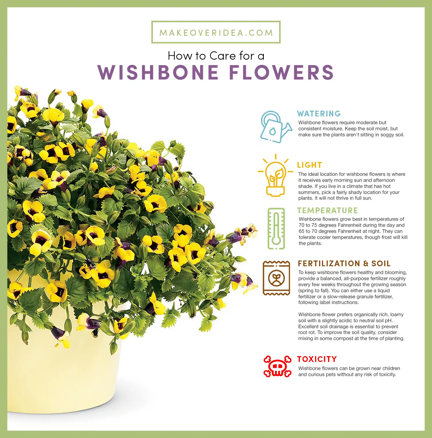 Torenia Fournier Plant Wishbone Flower Care Guide Requirements