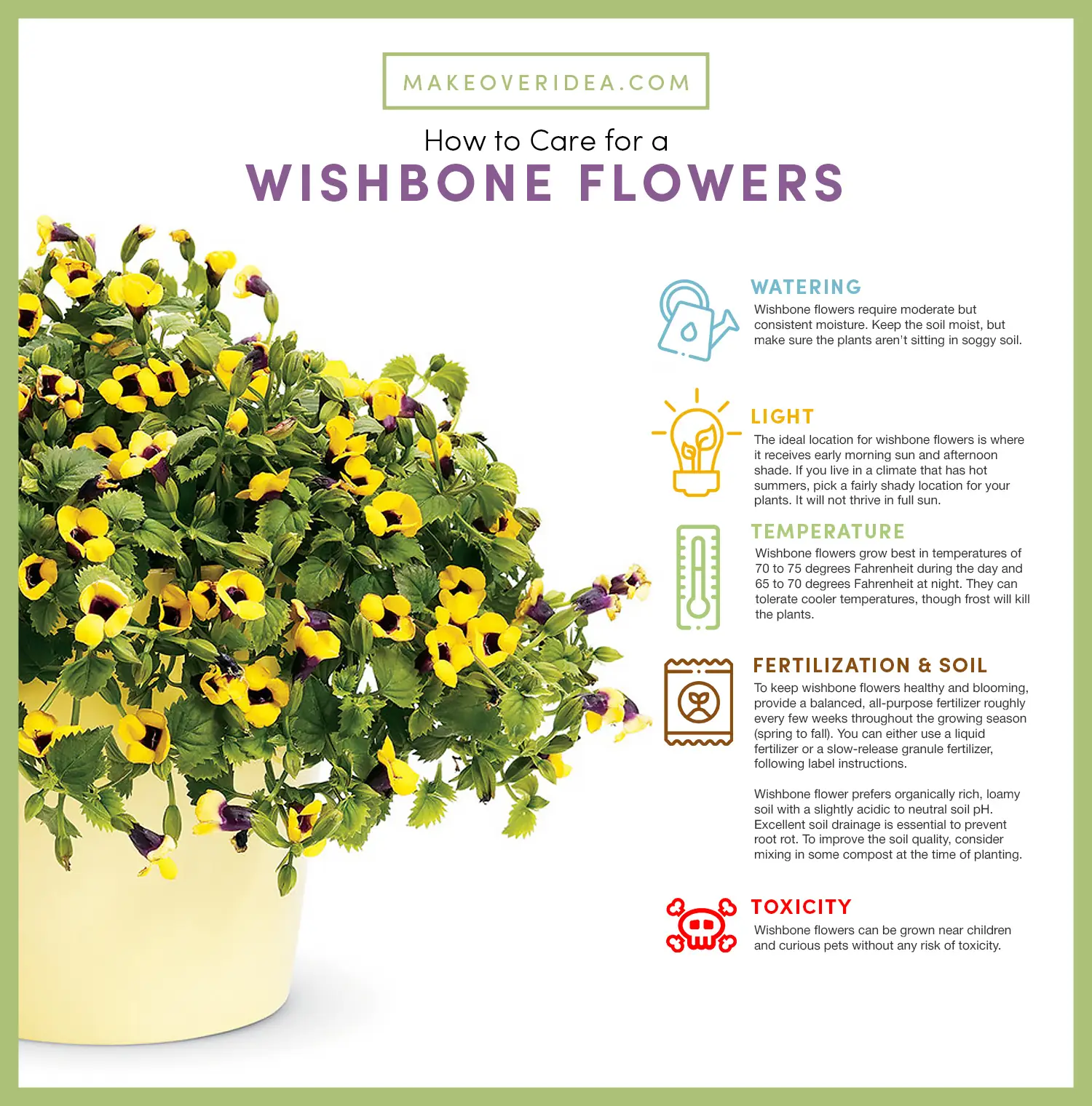 Torenia Fournier Plant Wishbone Flower Care Guide Requirements