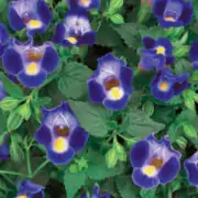 Torenia Fournieri Plant