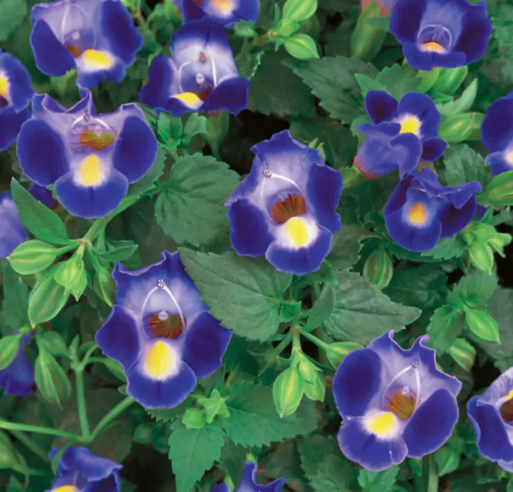 Torenia Fournieri Plant