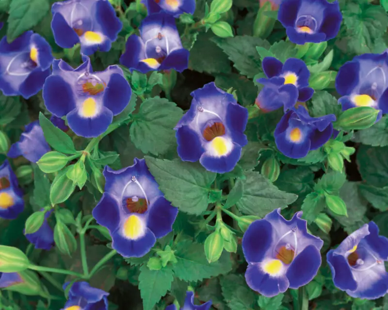 Torenia Fournieri Plant