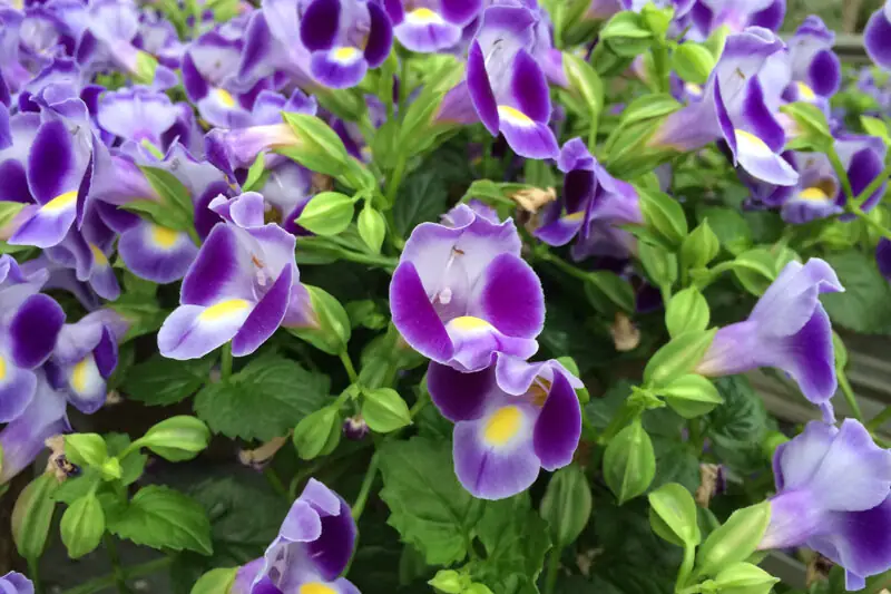 Torenia Fournieri Plant Wishbone Flowers