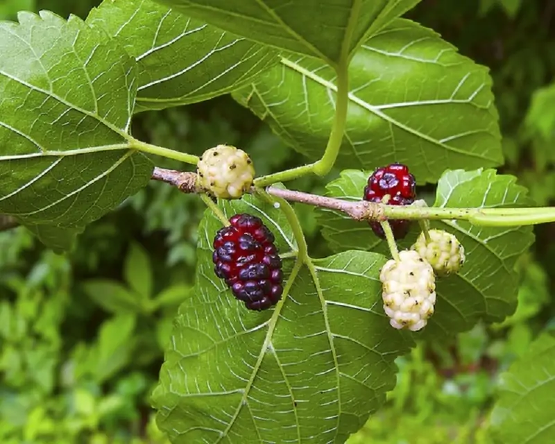 white mulberry tree