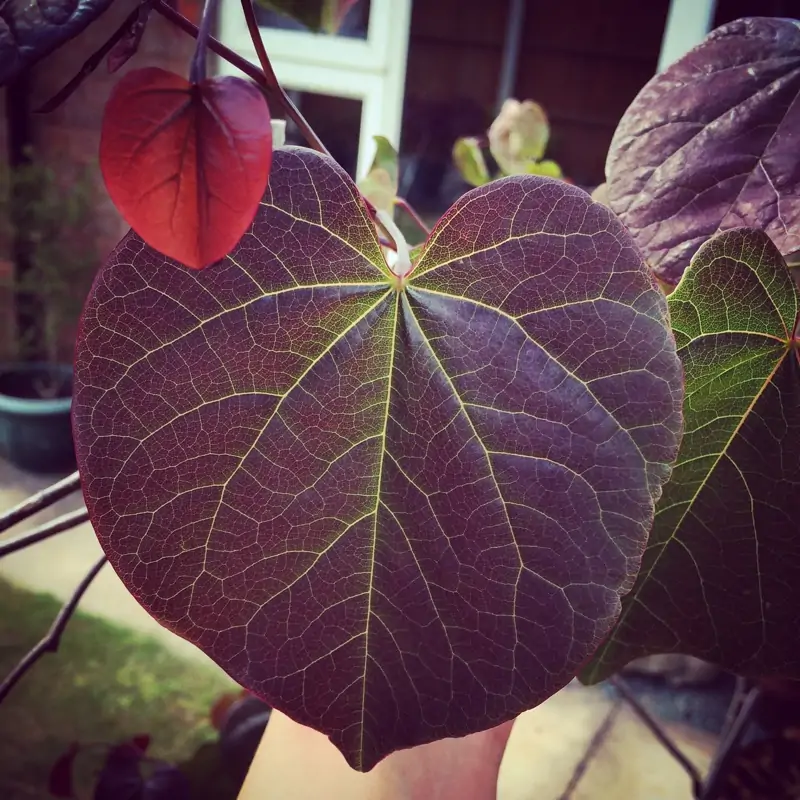 eastern redbud tree