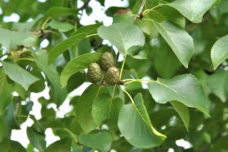 italian alder