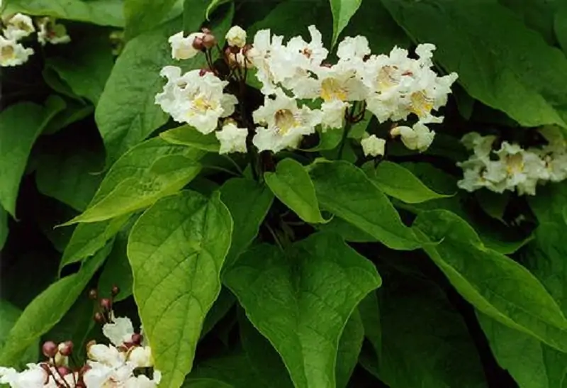 northern catalpa tree