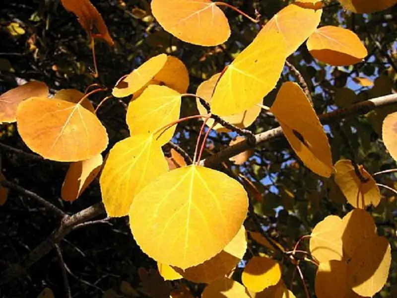 quaking aspen tree