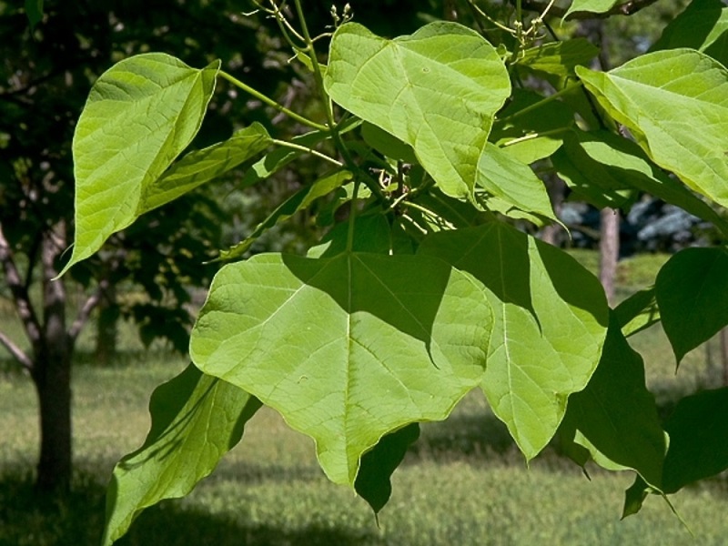 southern catalpa tree