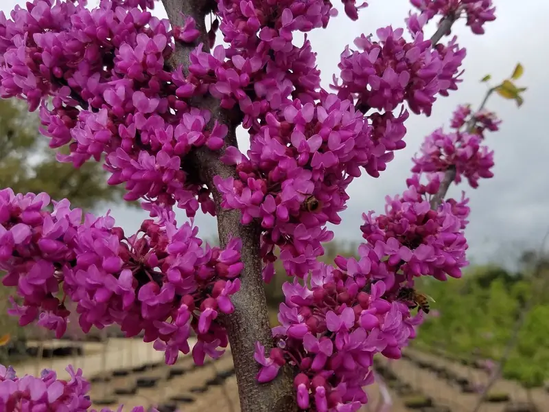 redbud