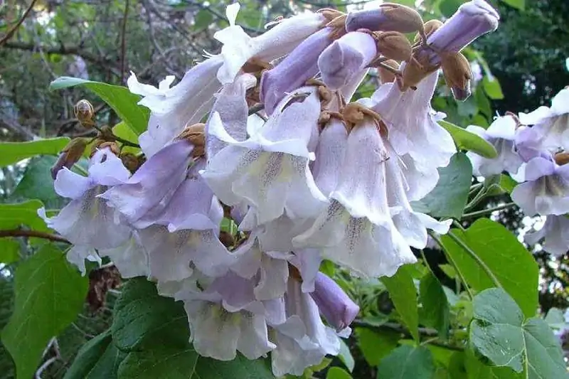 foxglove tree