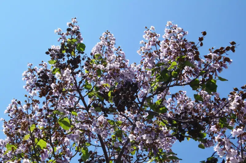 Empress Tree Paulownia Elongata or Paulownia Fortunei