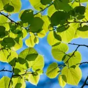 trees with heart shaped leaves