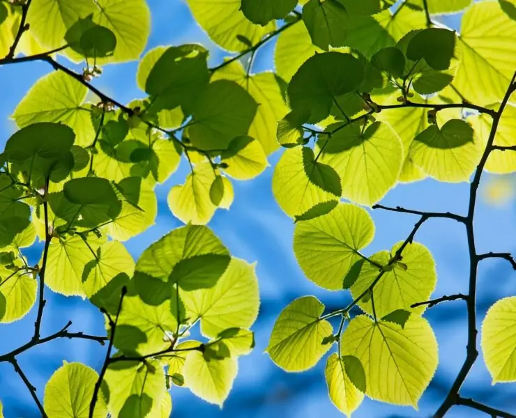 trees with heart shaped leaves