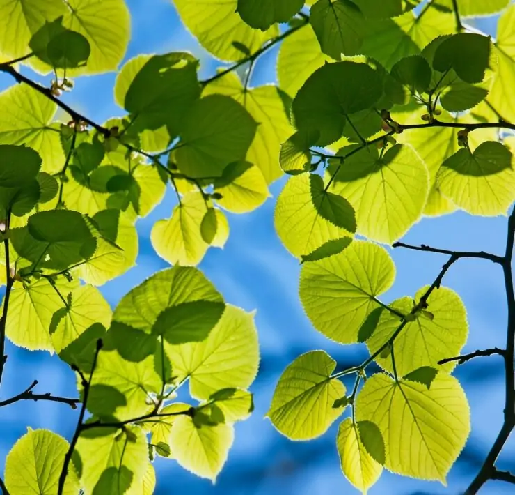 trees with heart shaped leaves