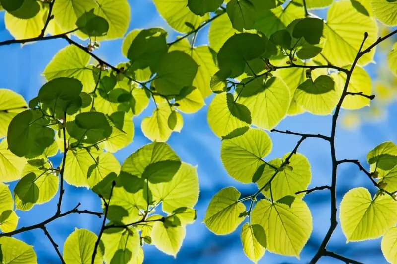 trees with heart shaped leaves