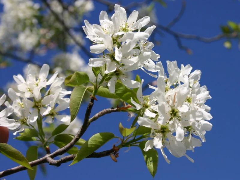 Allegheny Serviceberry