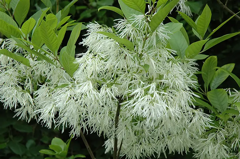 American Fringe Tree