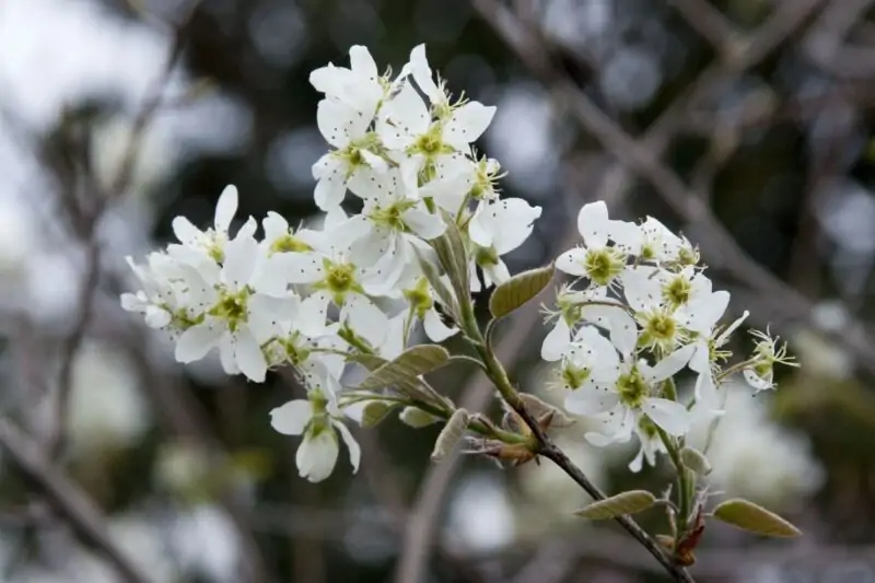 Autumn Brilliance Serviceberry