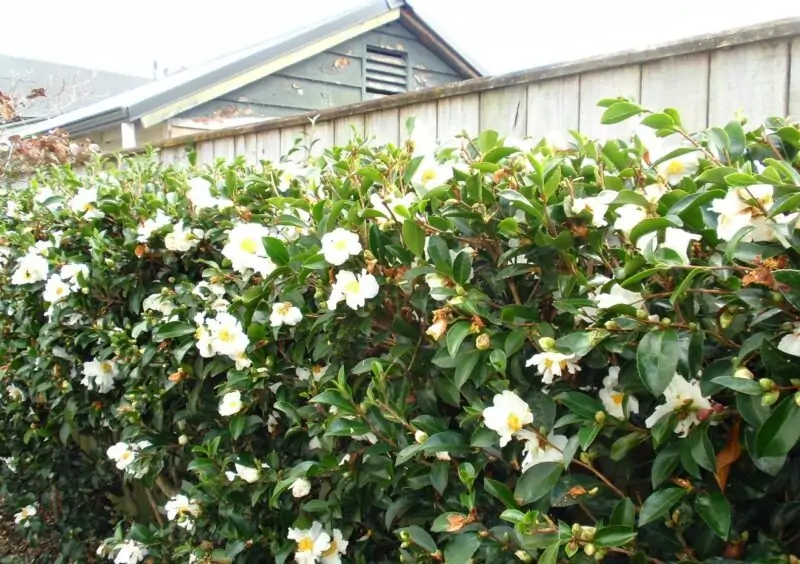 Camellia