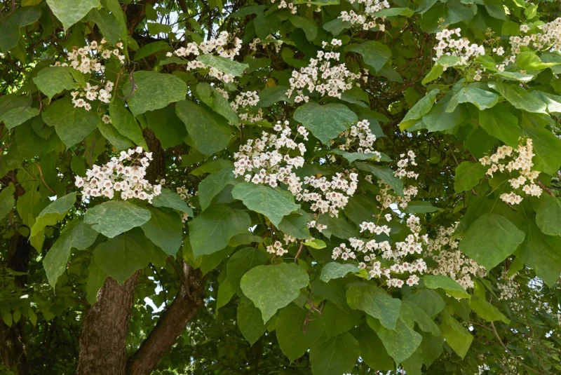 Catalpa