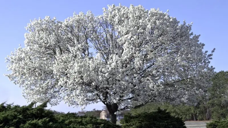 Cherokee Princess Dogwood