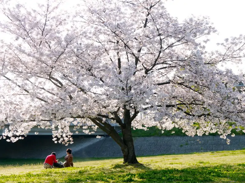 Cherry Blossom