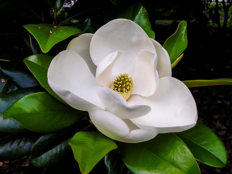 Claudia Wannamaker Magnolia