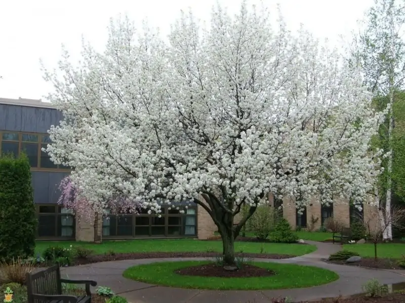 Cleveland Pear Tree