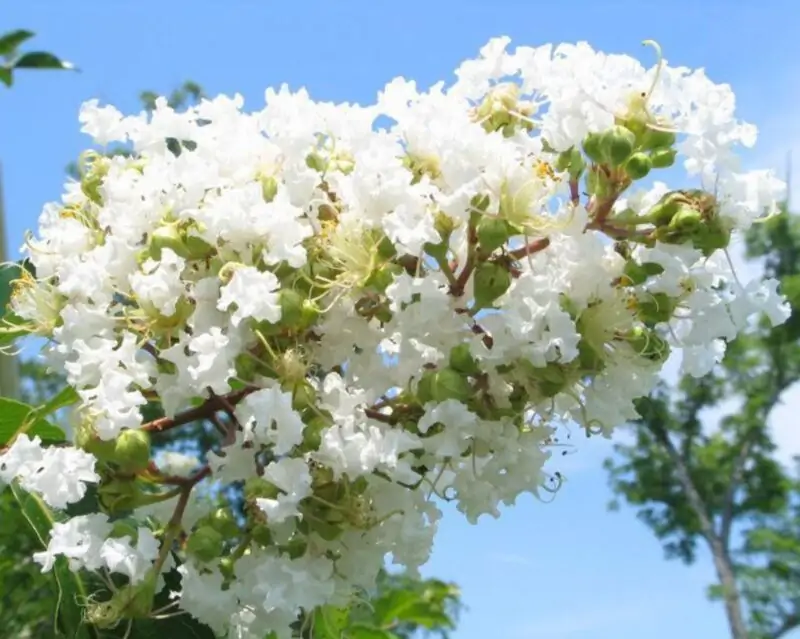 Crape Myrtle