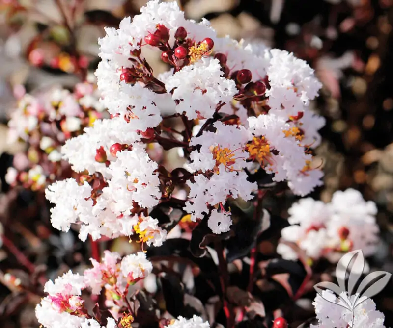 Ebony Glow Crape Myrtle