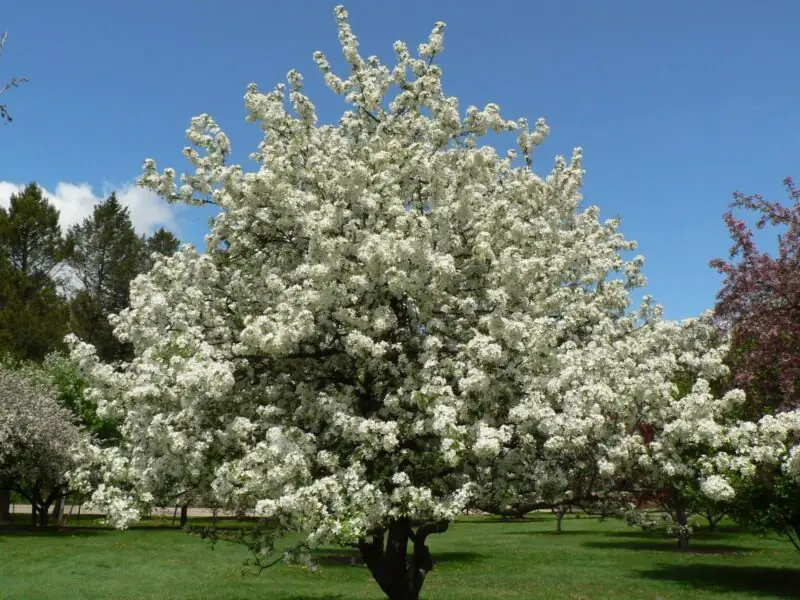 Flowering Crabapple