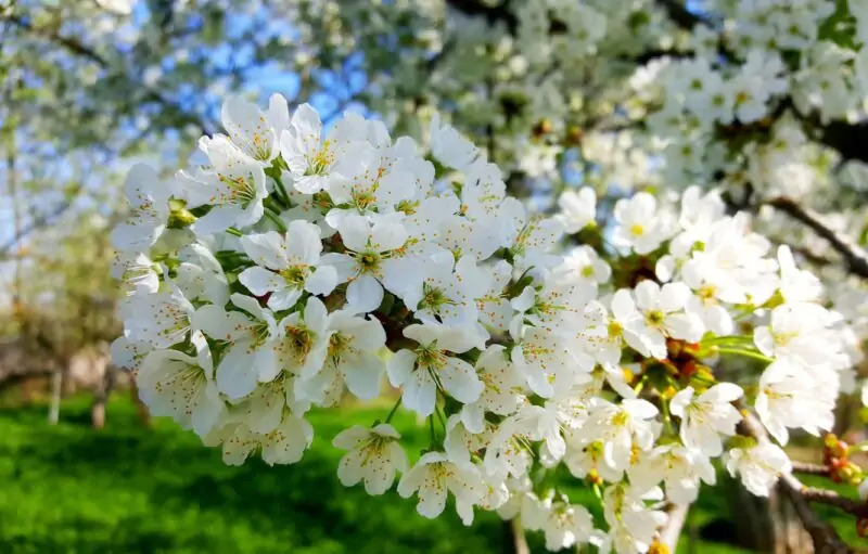 Flowering Mazzard Cherry