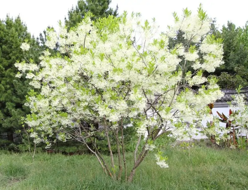 Fringe Tree