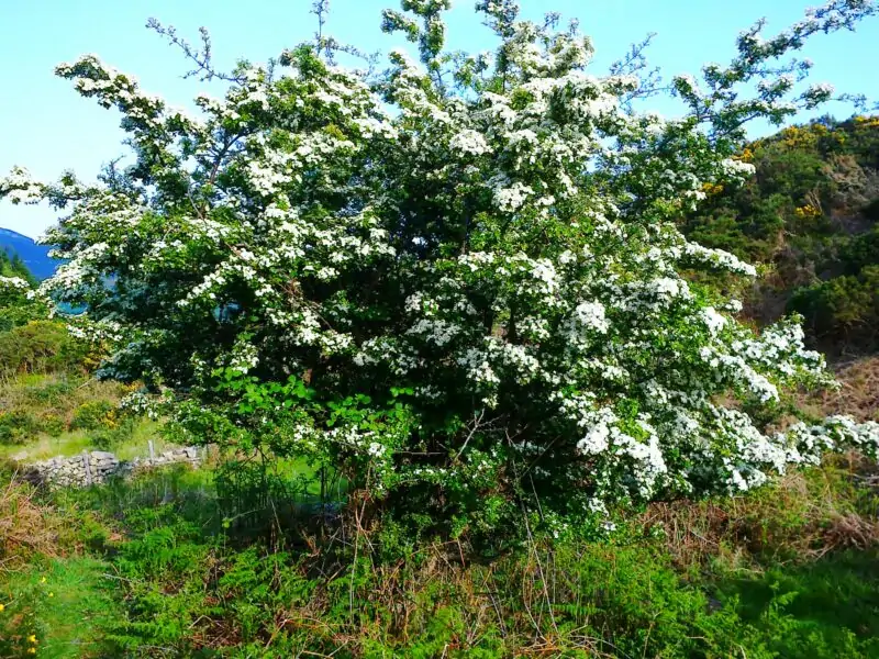 Hawthorn