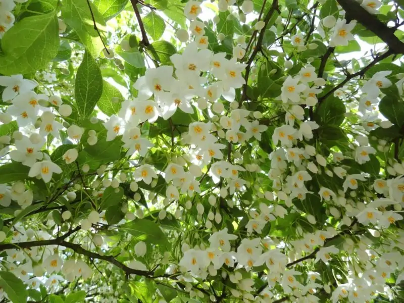 Japanese Snowbell