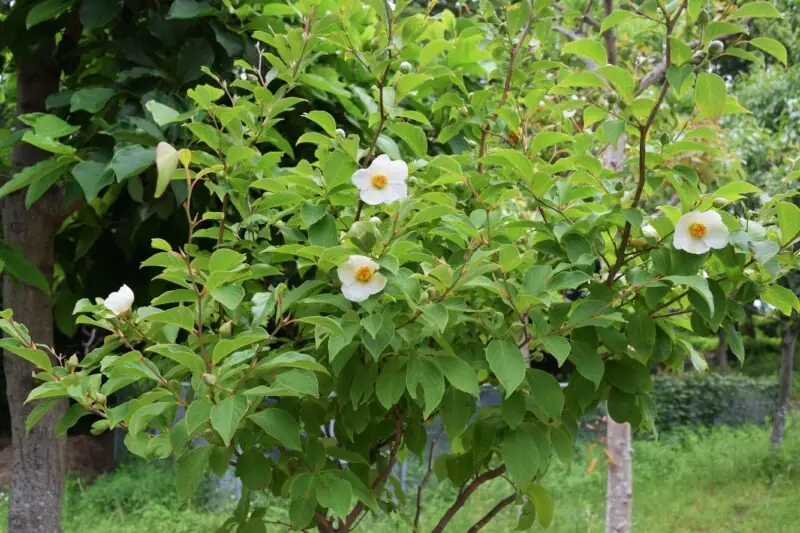 Japanese Stewartia Tree