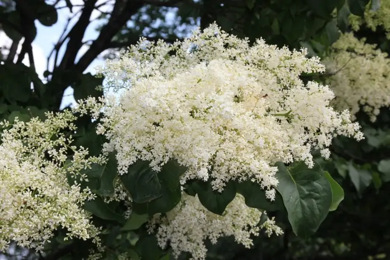 Japanese Tree Lilac