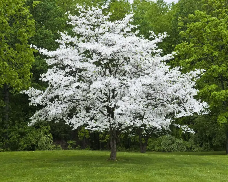 Kousa Dogwood