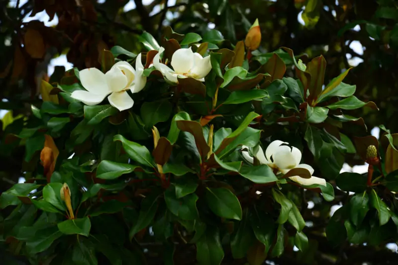 Magnolia Brackens Brown Beauty