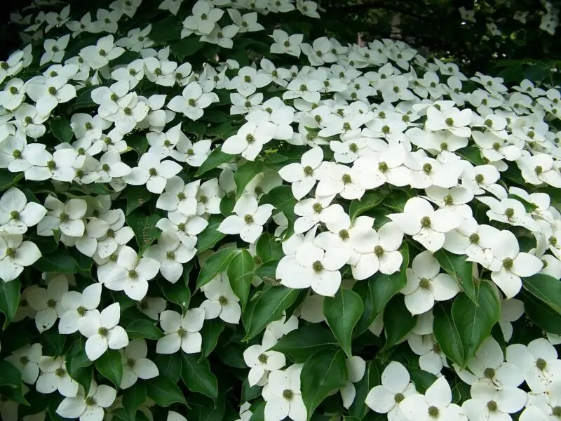 Milky Way Kousa Dogwood