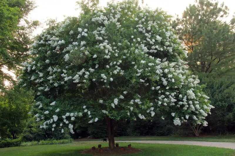 Natchez Crape Myrtle