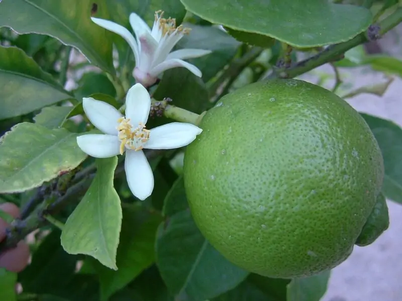 Persian Lime Tree