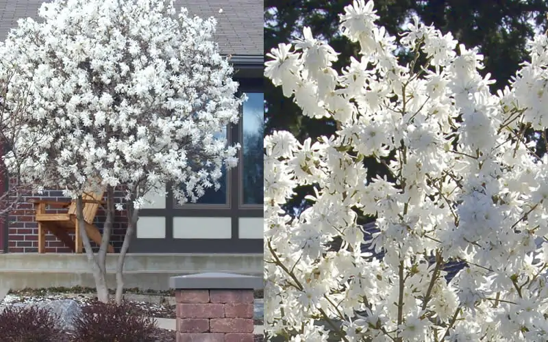 Royal Star Magnolia