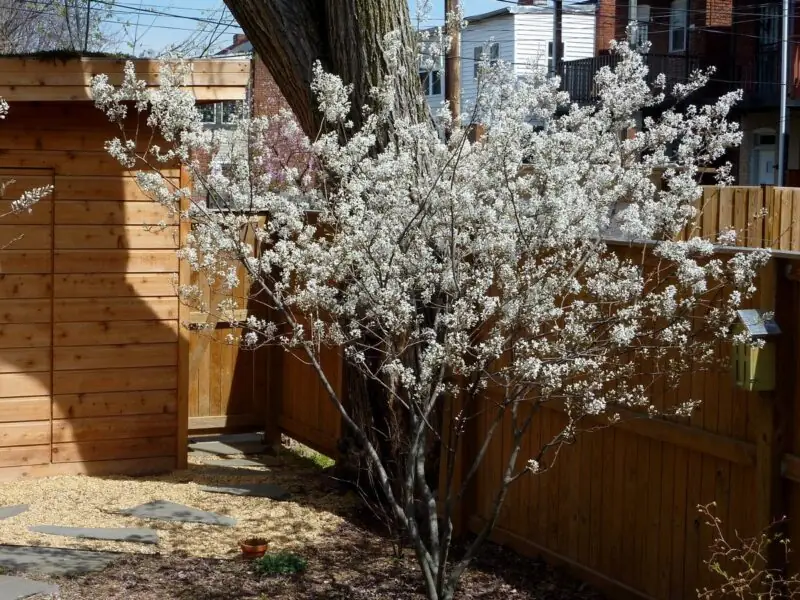 Serviceberry