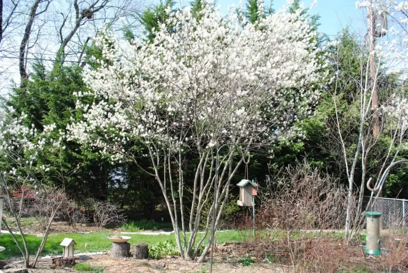 Serviceberry trees