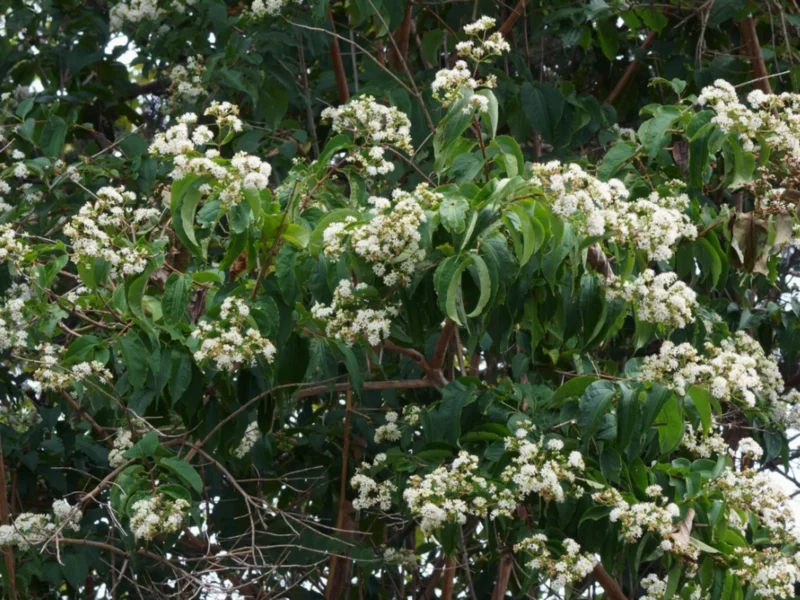 Seven sons Flowering Tree