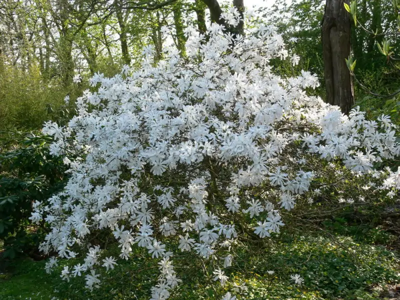 Star Magnolia