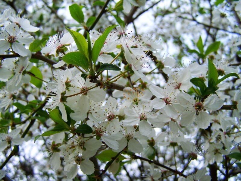 White Blooms