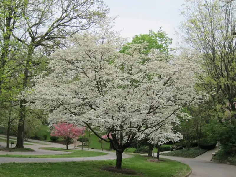 White Dogwood